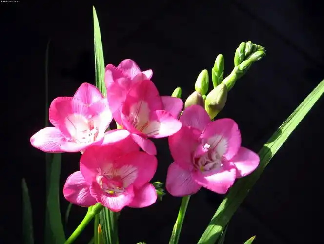 醉人的香雪兰 - 好友 - 好友【daisylaolao】