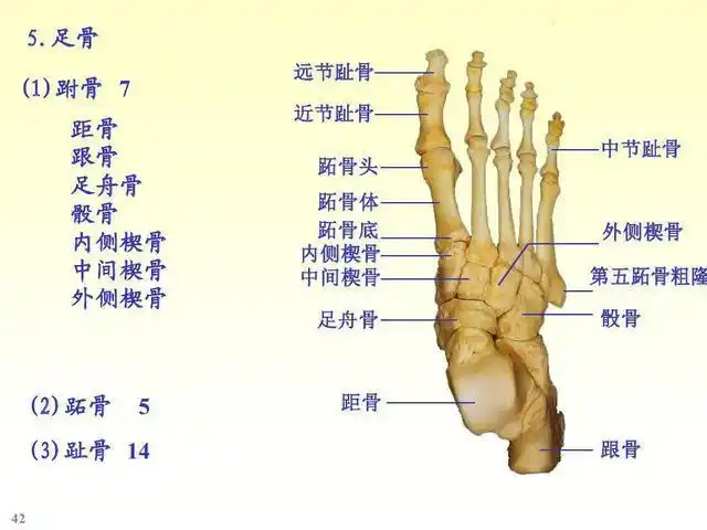 踝关节结核需和慢性骨髓炎进行区别患者的并发症有骨性强直等