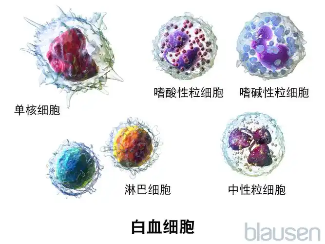 白细胞