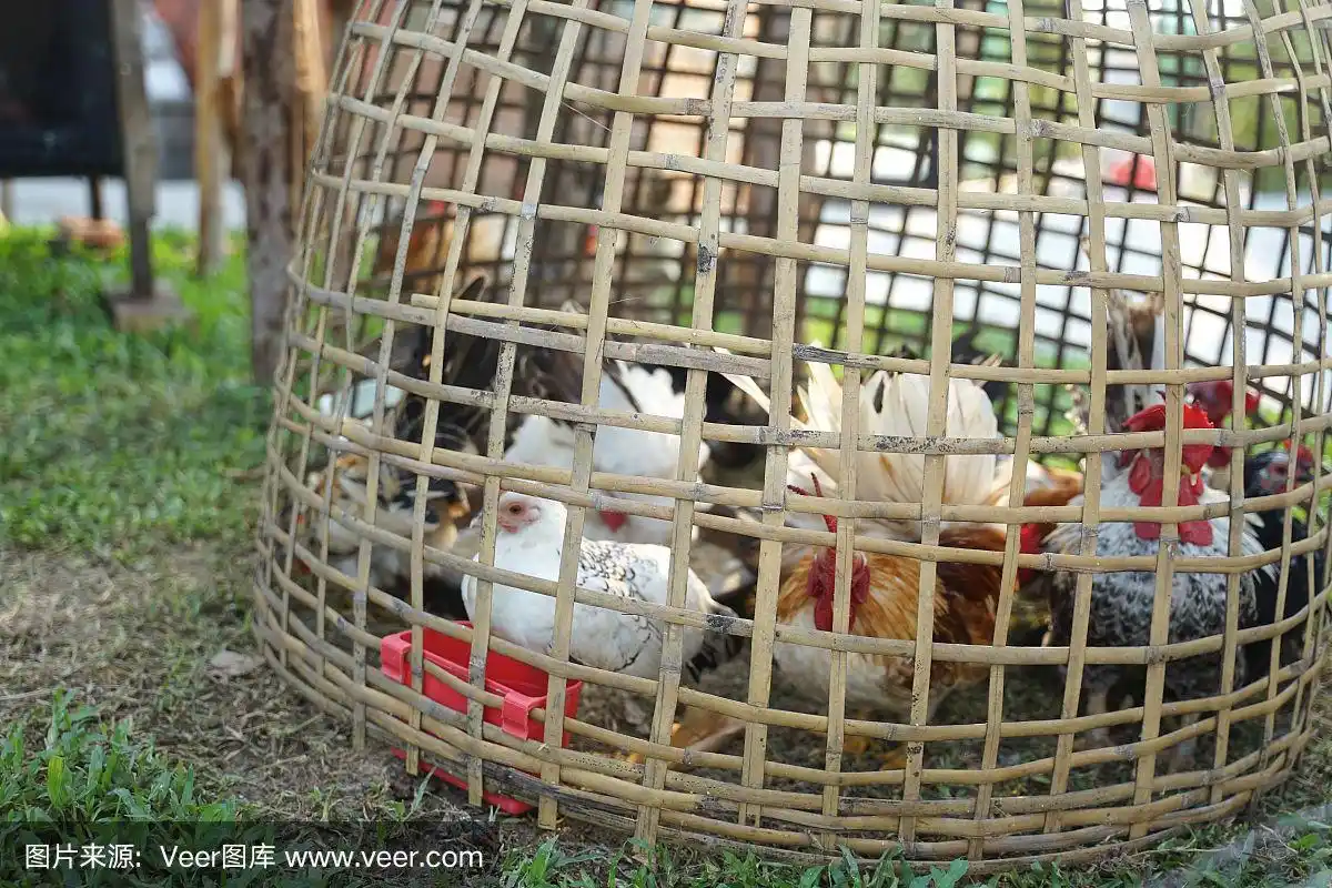 在柳条竹鸡笼里的矮脚鸡