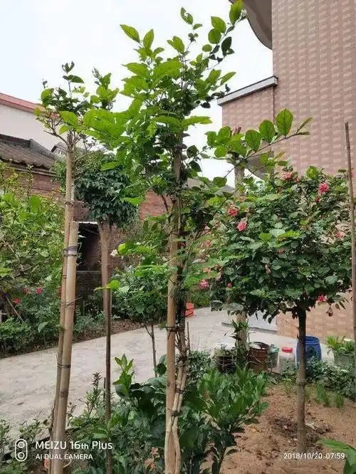 原来茉莉花也可以养上天,高!~_手机搜狐网