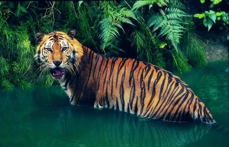 凶猛威严老虎壁纸_王者风范太慑人