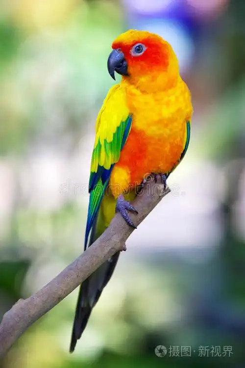 红知更鸟异域鹦鹉猫头鹰特写鹦鹉异域鹦鹉三只彩色鹦鹉鹦鹉金刚鹦鹉