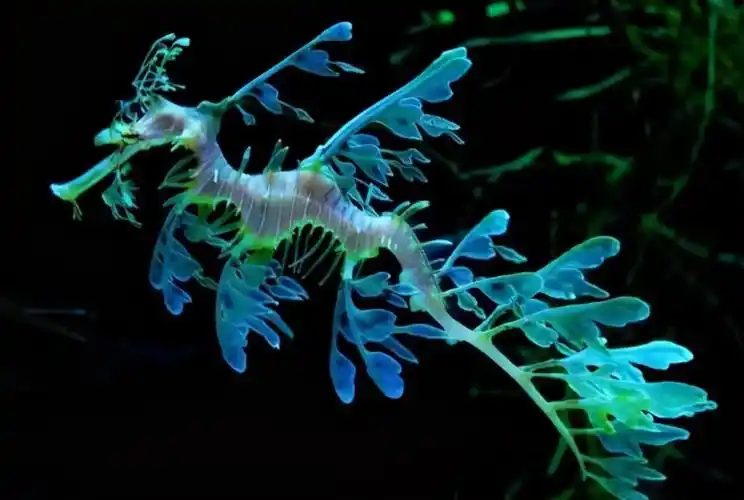 海马属于什么类动物海马是环节动物还是节肢动物