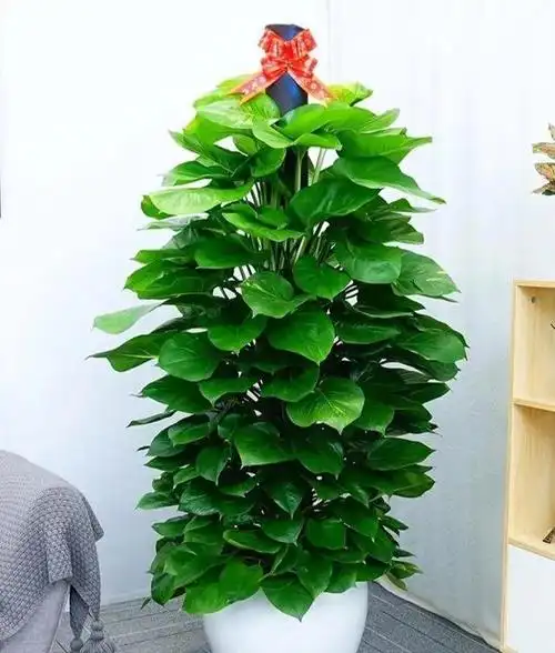 之前就有个花友,问在家里的客厅里,应该放些什么花草比较好?