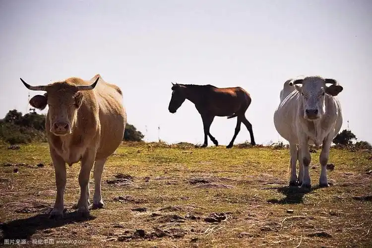 马和牛打架这马也太贱了哈哈气死牛哥了