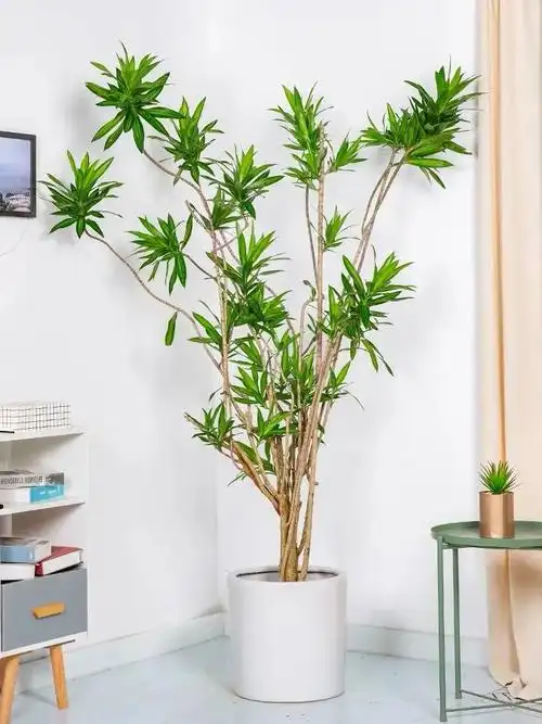 门口种竹子风水十大禁忌(家门口种什么树最好最旺财)