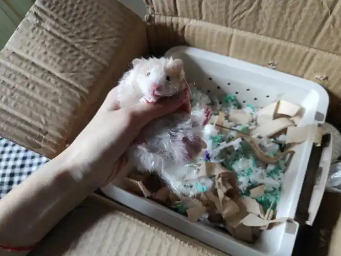 好多自己辅食和过度粮,爱死啦@是七夏呀#金丝熊崽崽  #金丝熊  #仓鼠