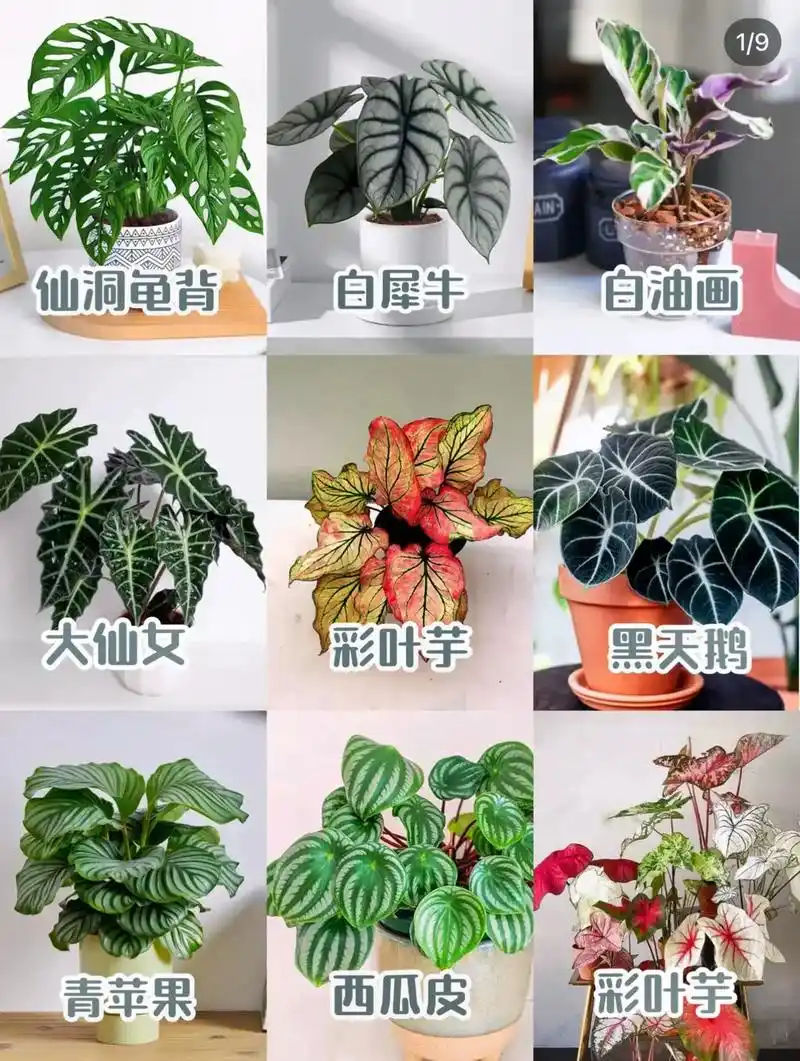 36款高颜值海芋竹芋等绿植盆栽及养护 大植物不但能美化家居环 - 抖音