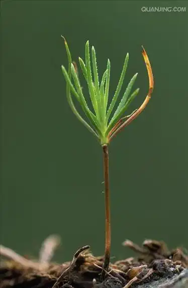 p>松属(拉丁学名:pinus linn) a data-lemmaid="3069319">松科 /a>