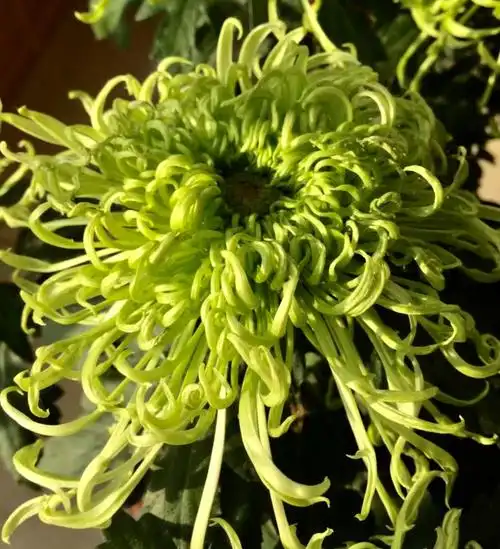 其它 绿菊赞 喜欢菊花 更是因为 这里有我最喜欢的你～ 绿菊!