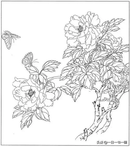 工笔画花卉白描稿:牡丹篇 之二