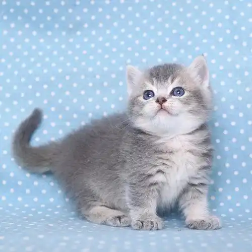 这是矮脚蓝金渐层吗?