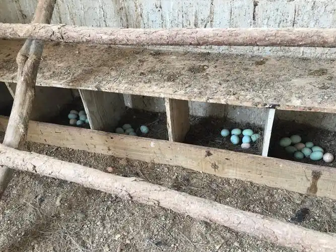 过年献鸡免费送.