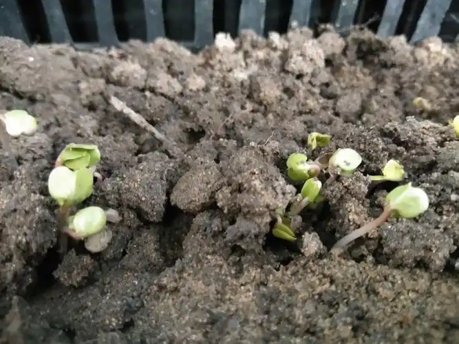 大四班的小油菜芽苗叶刚露土就长得很大啦,加油!