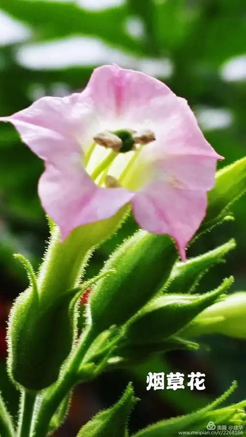 花儿(四) - 美篇