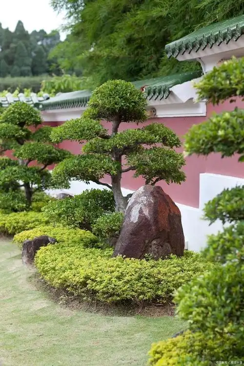 罗汉松怎样做造型