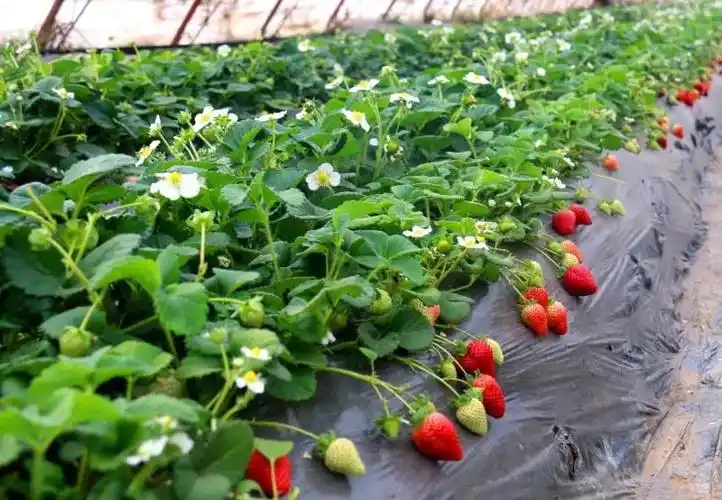 扩散丨贺兰县习岗镇草莓大棚现采现摘,新鲜到家!