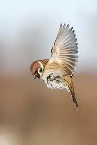 麻雀飞在天空照片