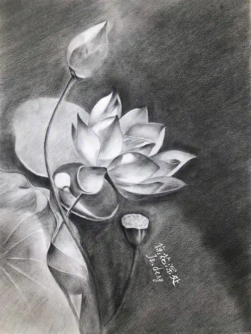 素描花卉练习荷花简单步骤图