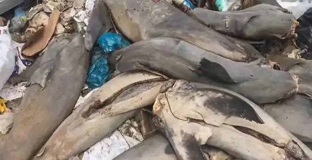 无头无尾的短鳍鲨被遗弃在智利垃圾场,在当地,这种行为是违法的