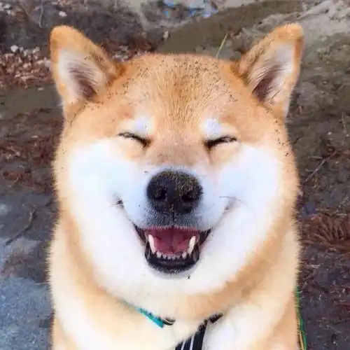 这组微信头像太爱了