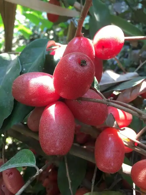 西盟"眼"|春动佤山野果季