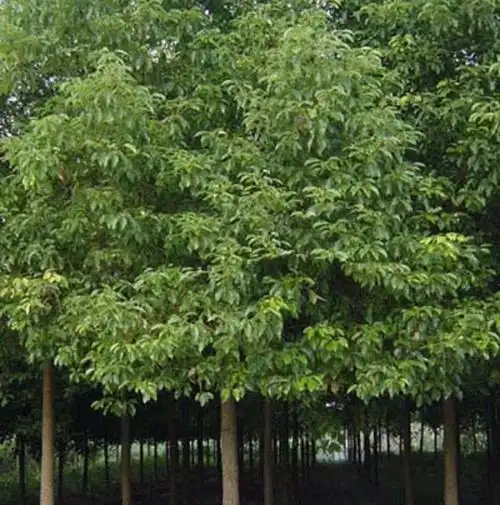 四季常绿树道路园林绿化