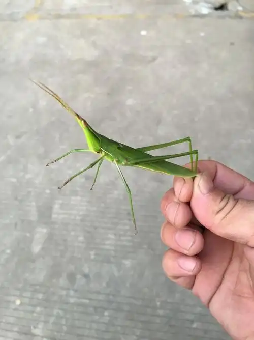 带你认识5种蝗虫,常被"吃货"捉来吃,人工养殖能卖20元一斤