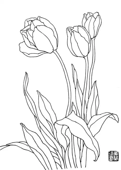 素材| 一组玉兰花 郁金香白描图