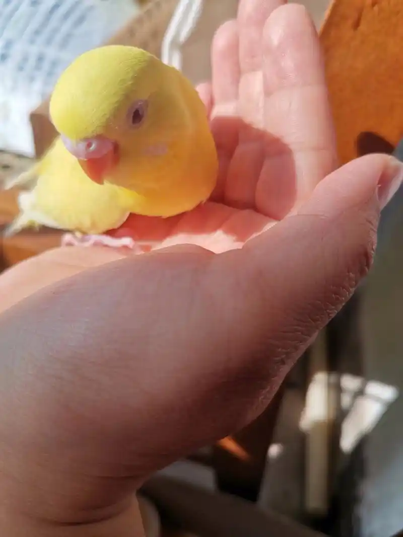 鹦鹉公母之分 这俩到底是公还是母啊?