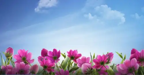 蓝天白云,格桑花开动态背景视频