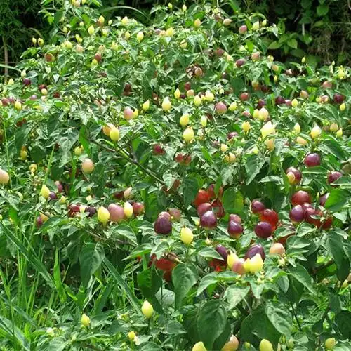 广西新鲜现摘3斤七彩辣椒包邮灯笼椒泡椒种子五彩椒 包邮