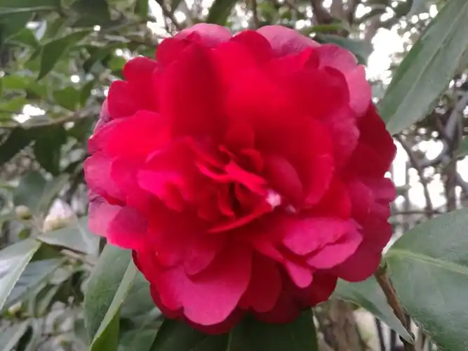 品种名:金碧辉煌