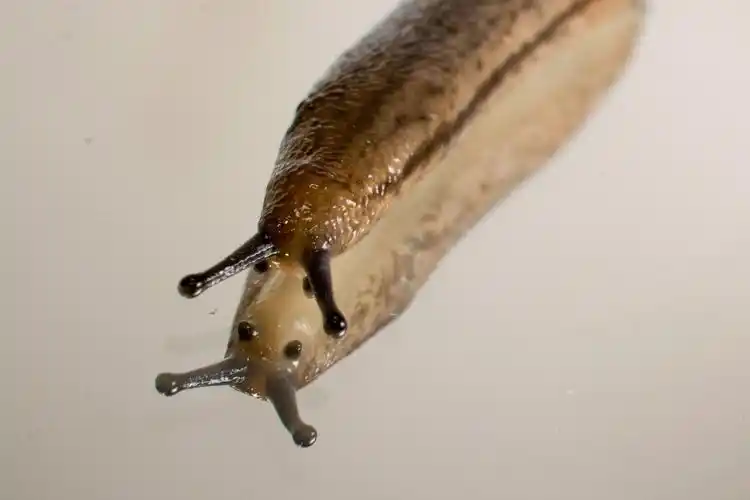 蛞蝓图片昆虫蛞蝓