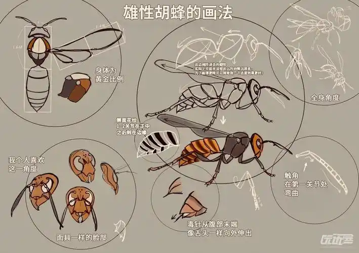 胡蜂的画法byナガイユウキモドキ