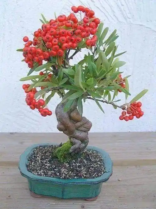 直干火棘盆景的桩头处理