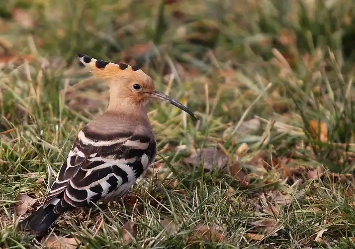 鸟系列84:鸡冠鸟