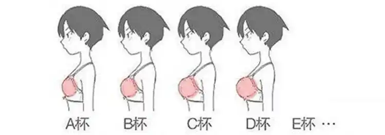 108个国家的「平均胸部大小」统计结果出炉!