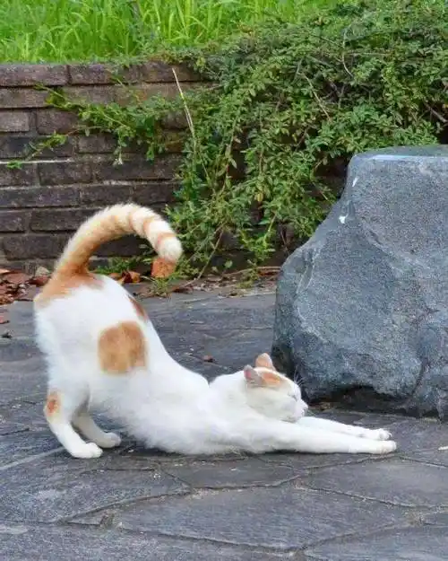 辛苦工作了一天来跟着小猫咪们伸个懒腰吧