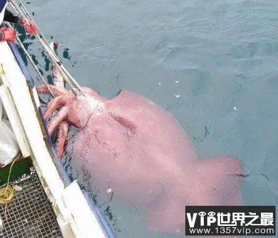 新西兰渔船在南极洲捕获世界上最大的鱿鱼--大王酸浆鱿