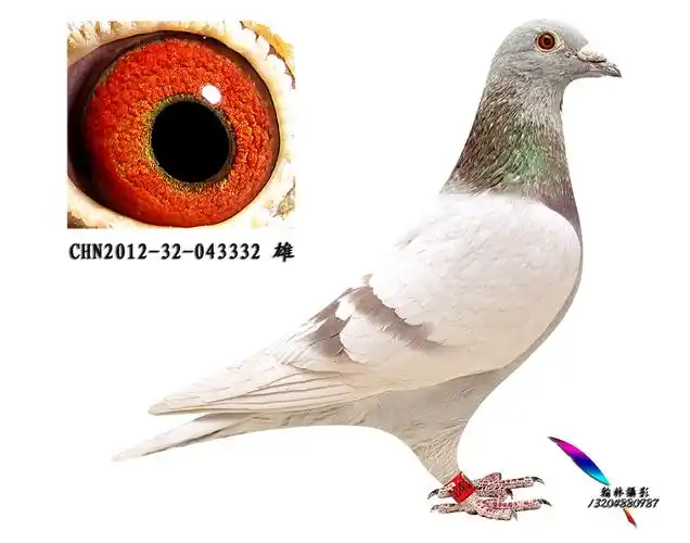 东方不败(已售成都)