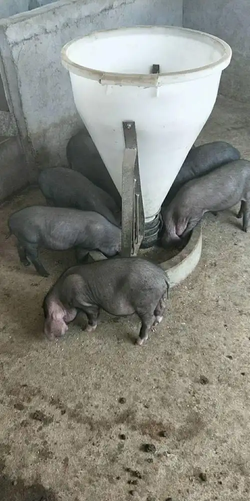 江苏德和种猪场太湖母猪的饲养方法