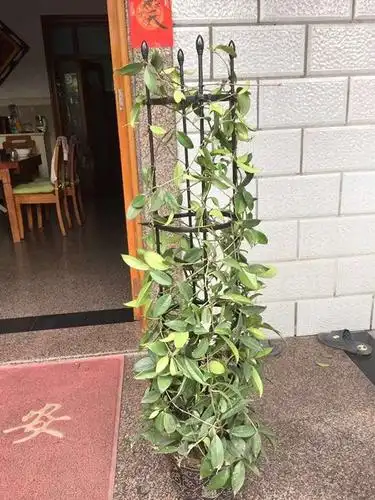 支架架子铁线莲月季球兰花架子玫瑰玫瑰花花架园艺花架