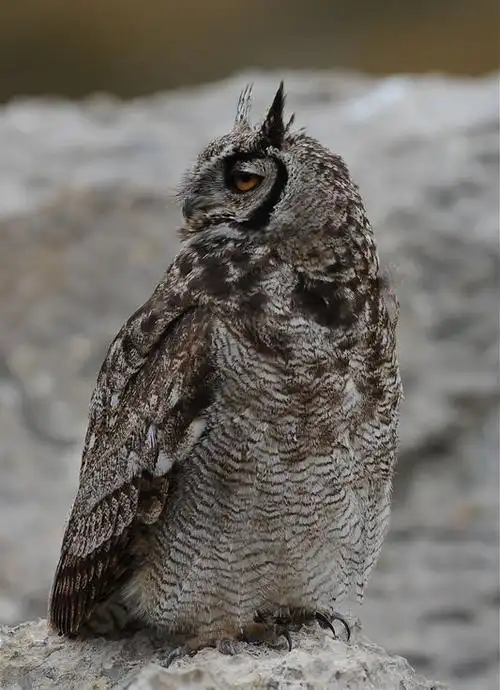 p>美洲雕鸮(学名: i>bubo virginianus /i>):是鸟纲,鸱鸮科的一种