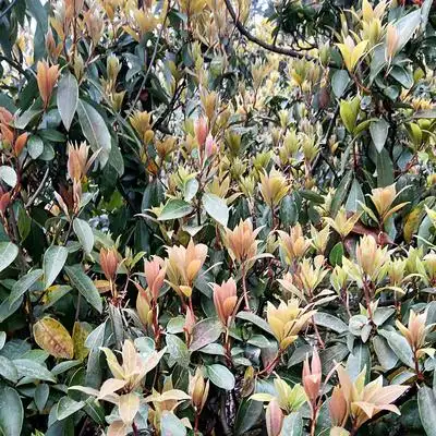 四川重庆特产老鹰火锅专用凉茶老白茶老荫茶嫩叶100g其它白茶