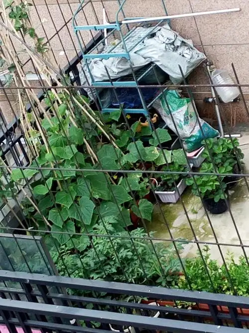 但是现在旁边楼的二楼把我家楼顶给全部全给圈上了变成了菜园,我去找