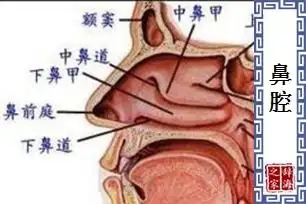 【鼻腔】的意思和解释