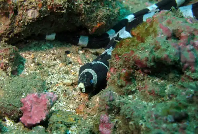 myrichthys colubrinus   斑竹花蛇鳗