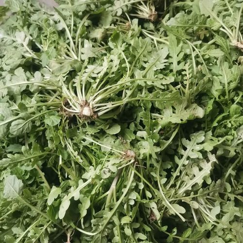 山东新鲜现挖荠菜当天发野生水荠菜大根饭店包子饺子馄饨馅非冷冻 2斤